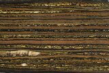 Free-Standing Polished Tiger Iron Stromatolite - Ga #234608-2